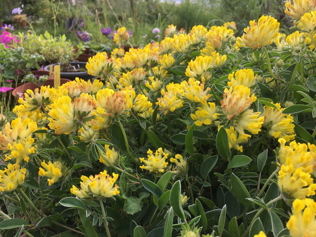 Anthyllis vulneraria ssp maritima